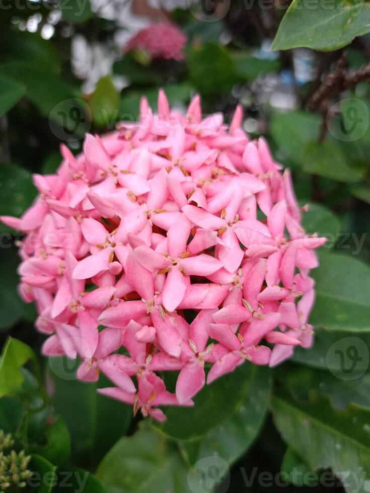 roze klein naald- bloem in tuin Thailand foto