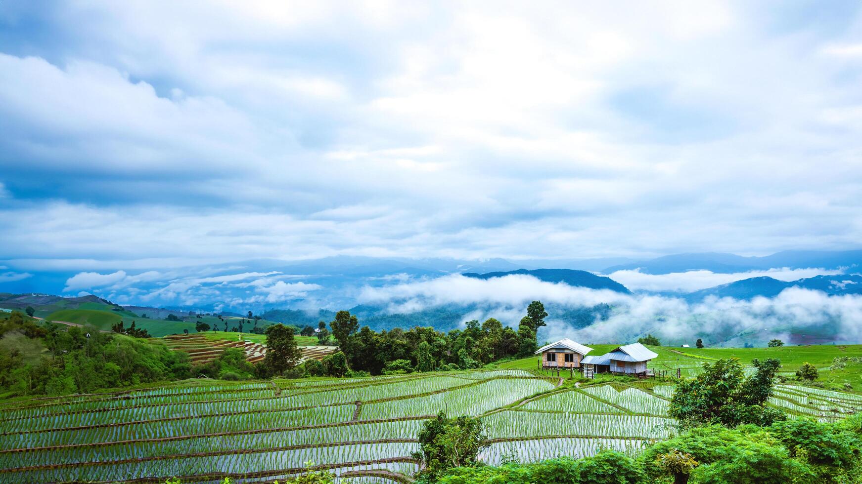 reis regenseizoen landschap van rijstterrassen bij verbod papongpieng chiangmai thailand foto