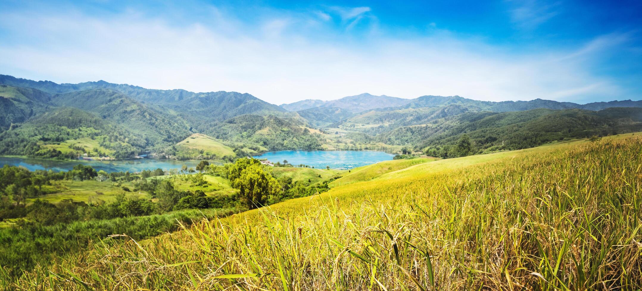 achtergrond landschap rijst- geel goud. gedurende de oogst seizoen.plant rijst- Aan de berg. Aziatisch Thailand foto