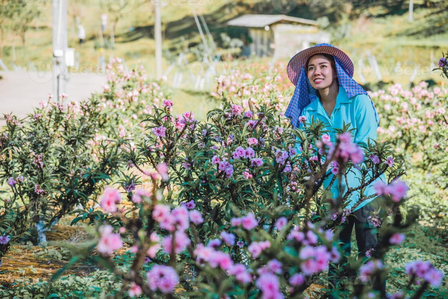 vrouwelijke boerenarbeiders werken in de abrikozenboomtuin, prachtige roze abrikozenbloemen. foto