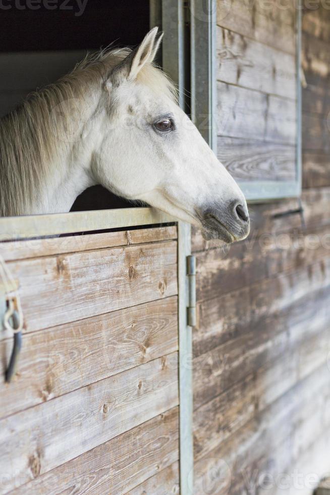 portret van een wit paard met zijn kop uit de doos foto