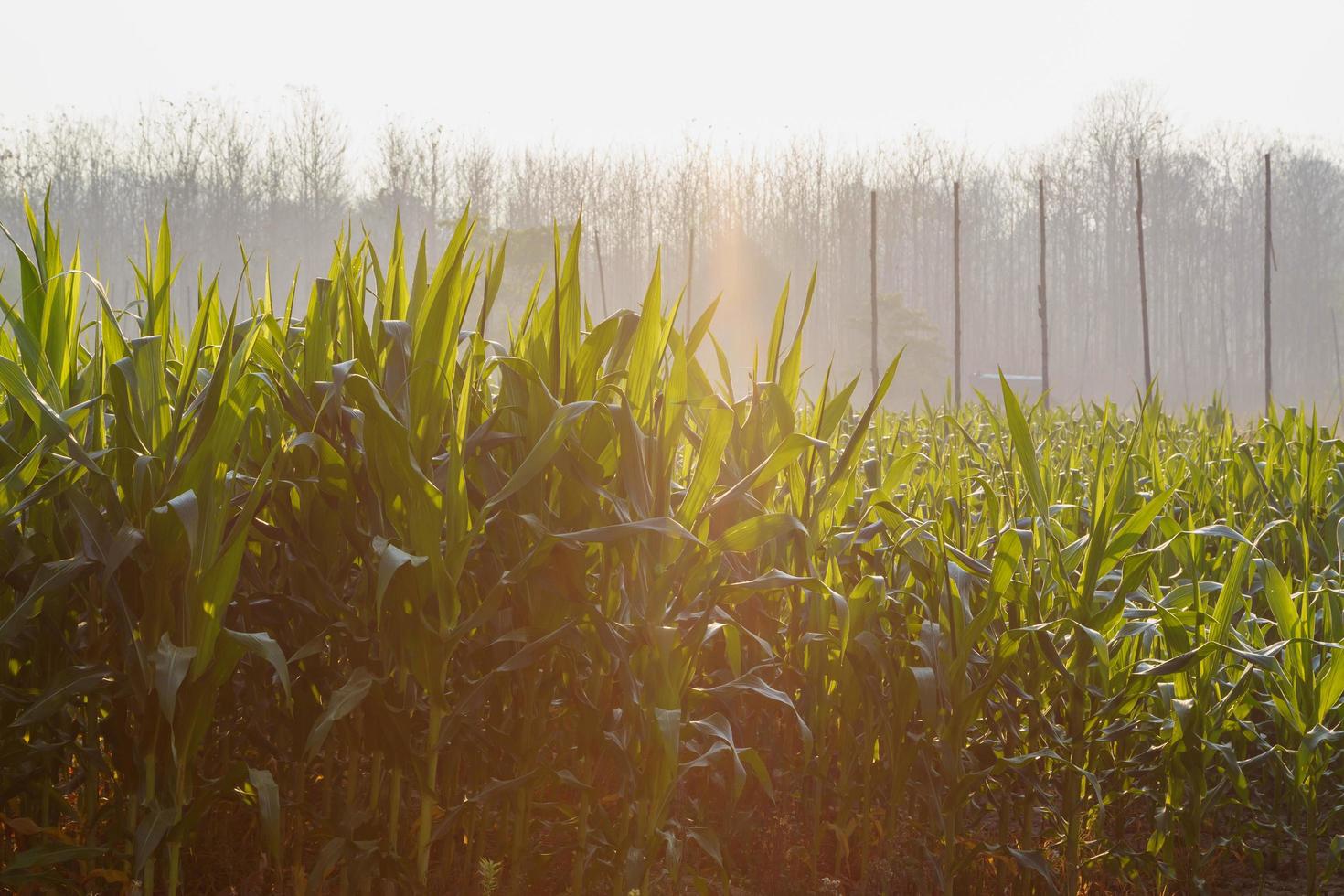 mooie morgen het maisveld foto