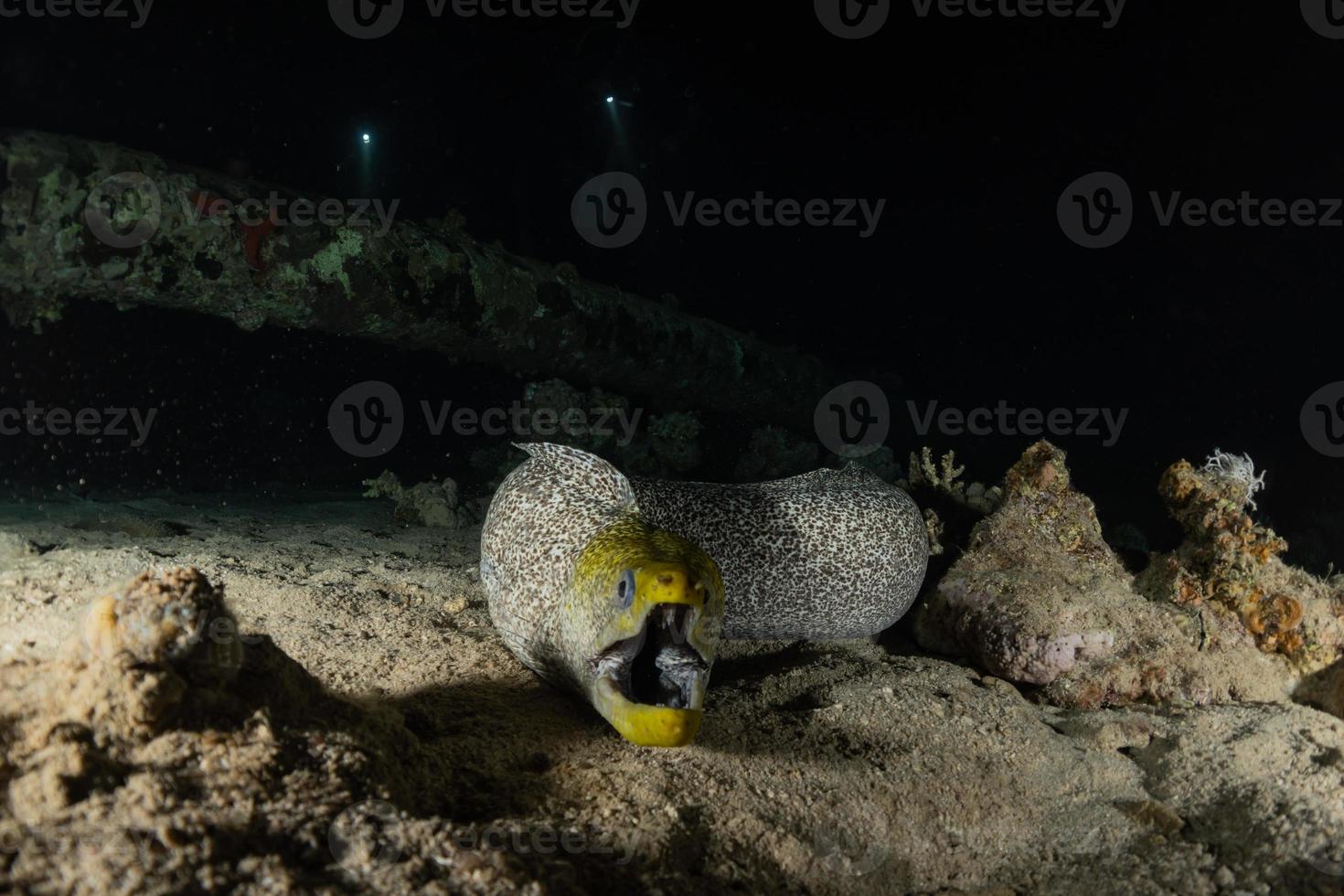 murene mooray lycodontis undulatus in de rode zee, eilat israël foto