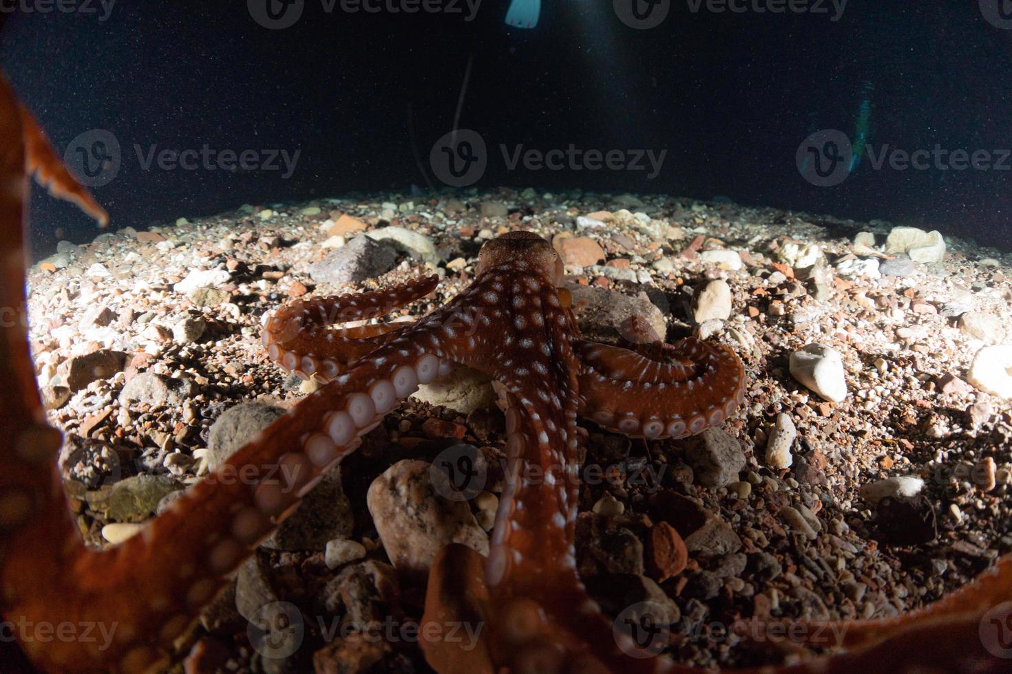 octopus koning van camouflage in de rode zee, eilat israël foto