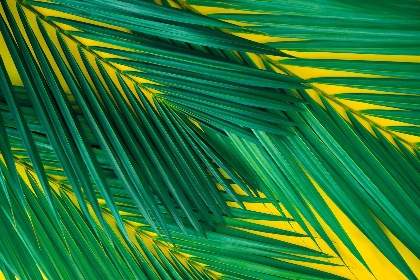 groene tropische palmbladeren op felgele achtergrond. creatieve natuurlay-out maakte bladeren. concept kunst. zomer concept, tropische palm blad achtergrond, ruimte voor tekst. foto
