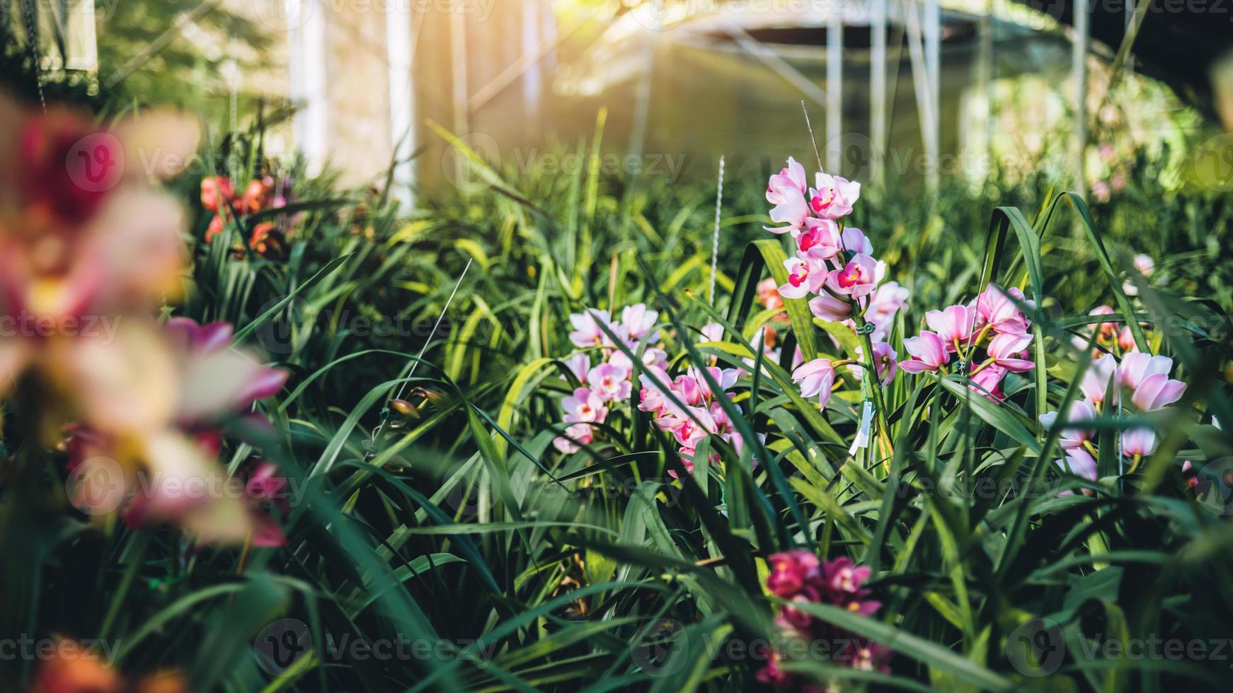 cymbidium orchidee bloem in de tuin in de winter in chiangmai, briefkaart ontwerp cymbidium orchidee. foto