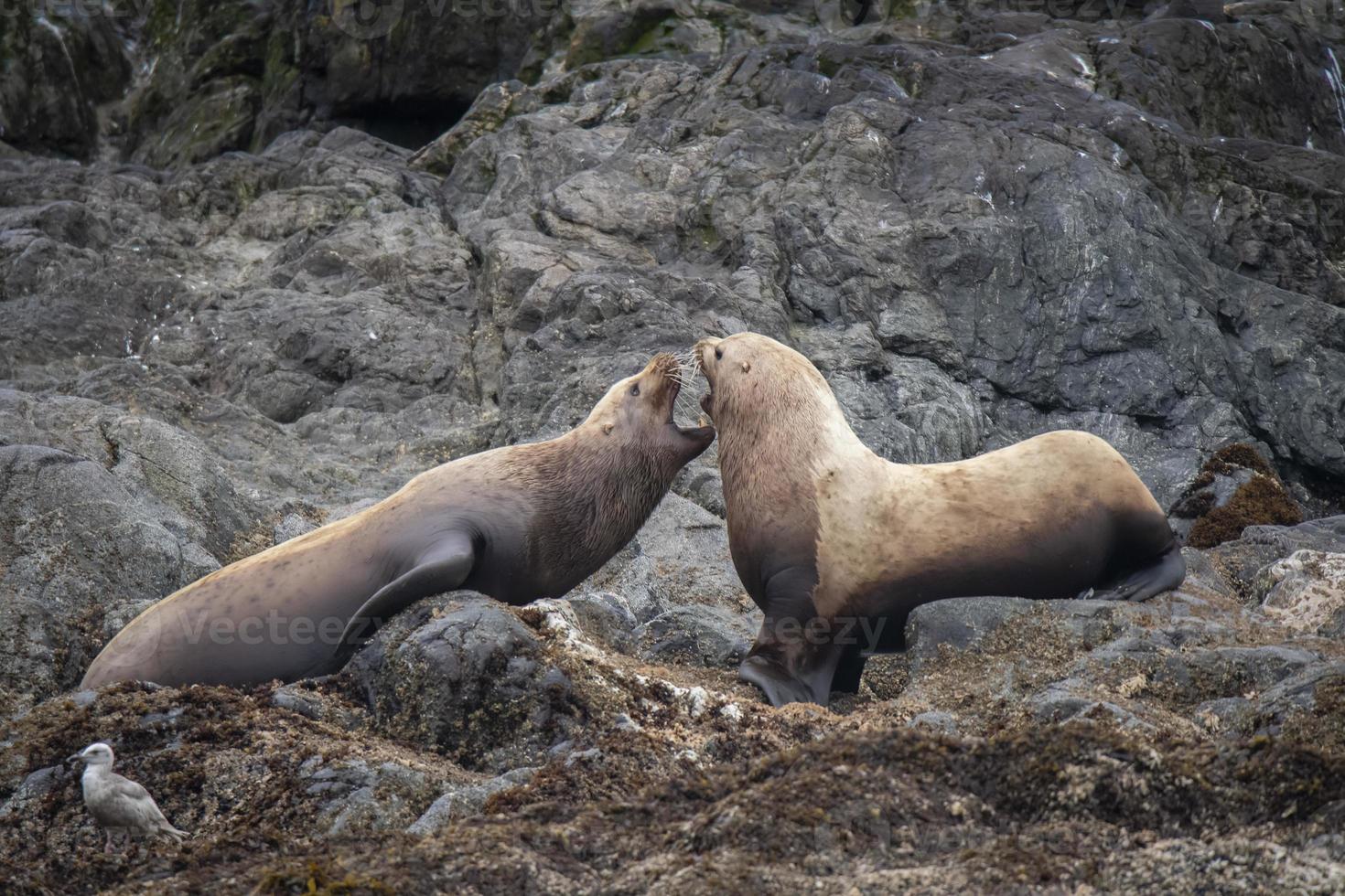 steller zeeleeuwen, inian eilanden, alaska foto