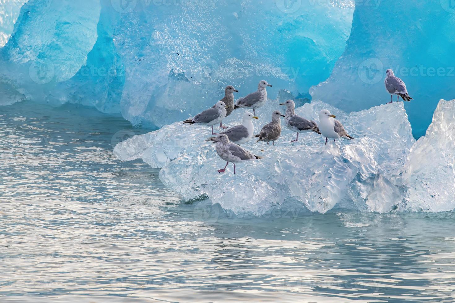 meeuwen op ijsberg, stephens passage, alaska foto