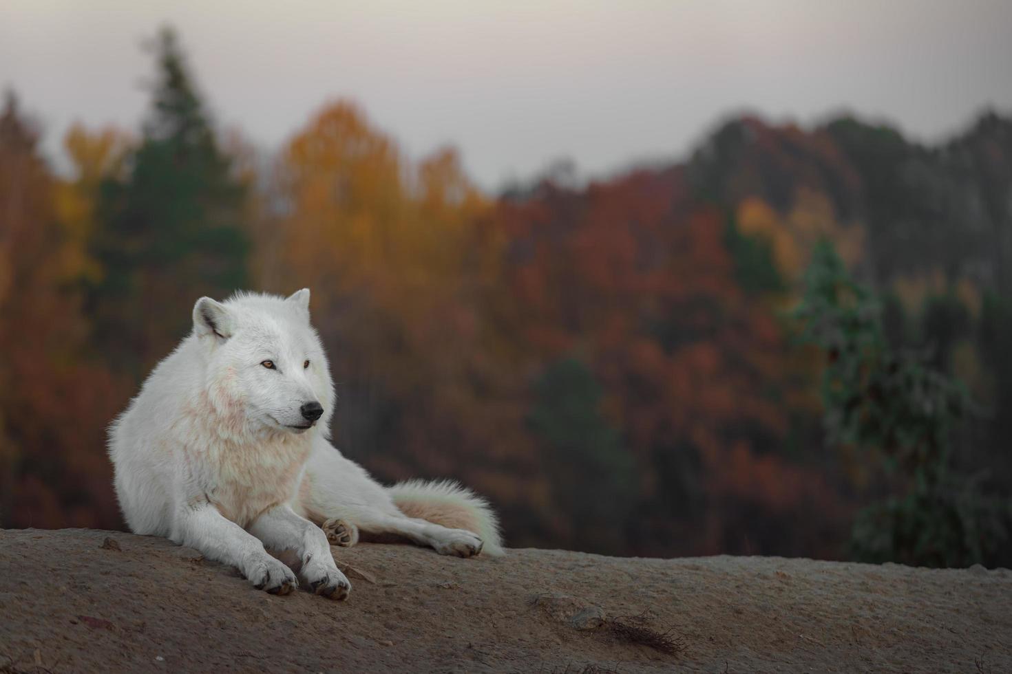 portret van poolwolf foto