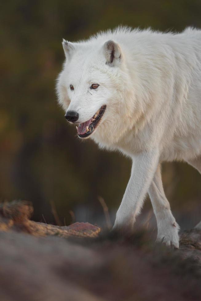 portret van poolwolf foto