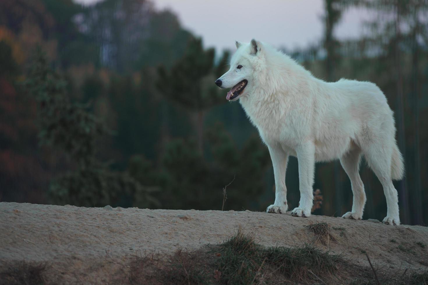 portret van poolwolf foto