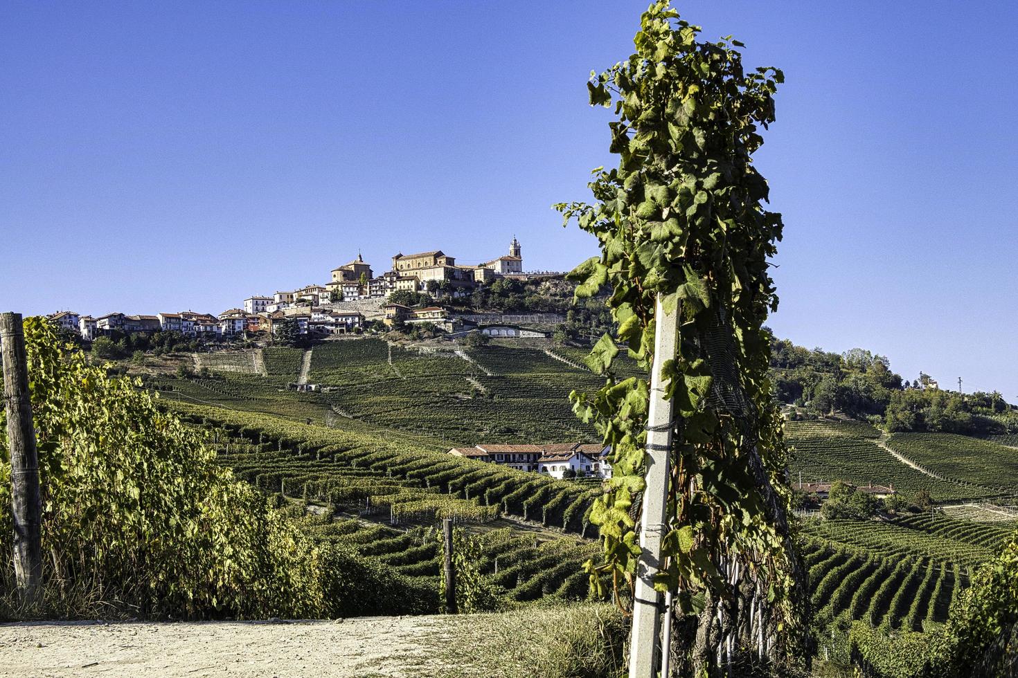 de heuvel van la morra in de piemontese langhe in de herfst tijdens de druivenoogst foto