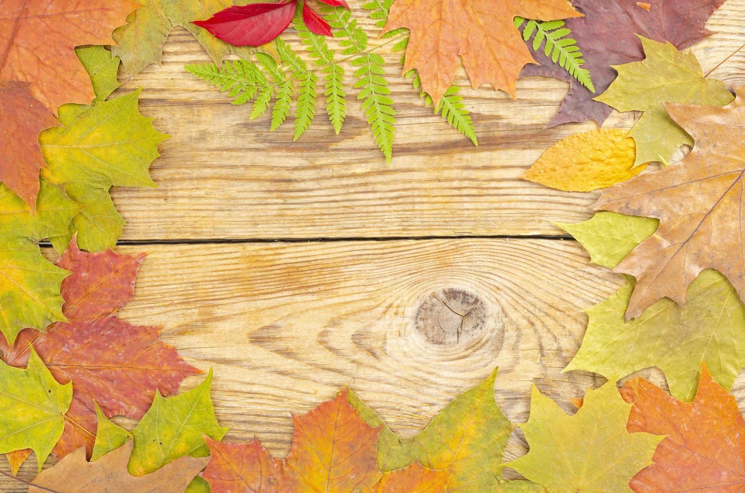 collage, frame van heldere herfstbladeren en bessen op houten achtergrond. studio foto