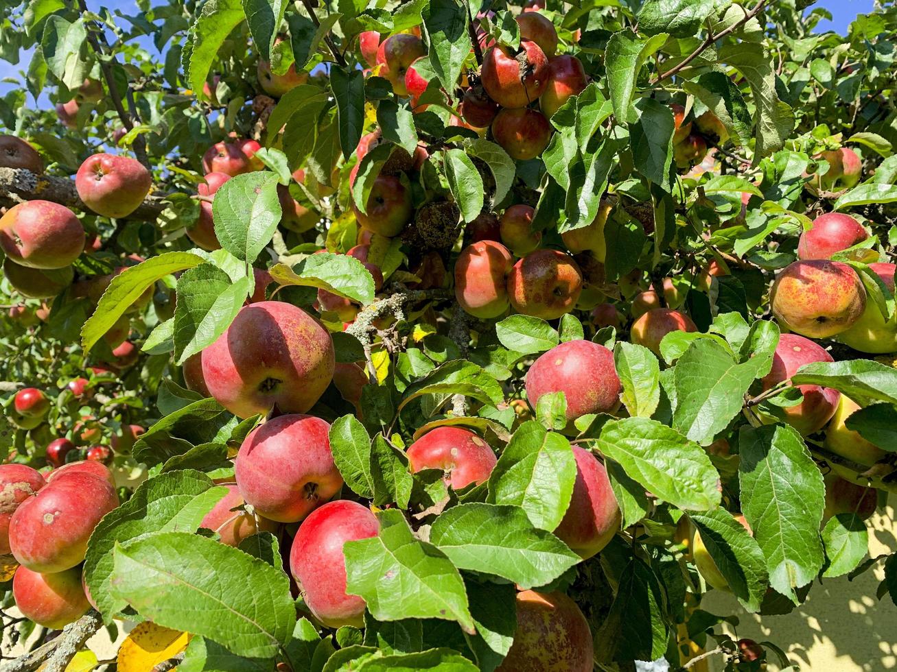 rijpe zoete sappige vruchten van appelbomen. foto