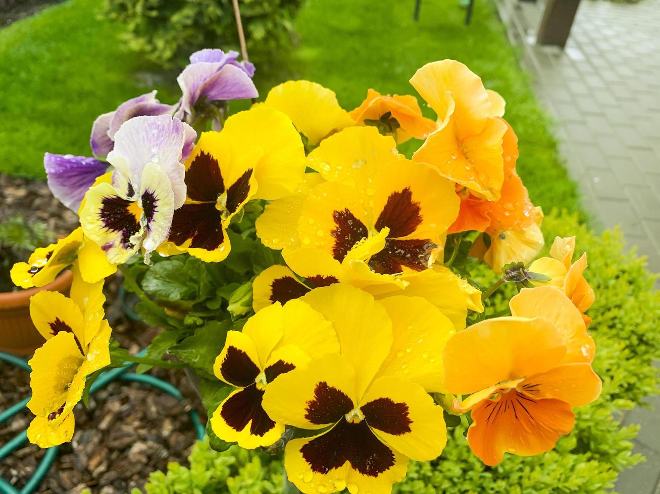 heldere viooltjes groeien in de tuin. studio foto