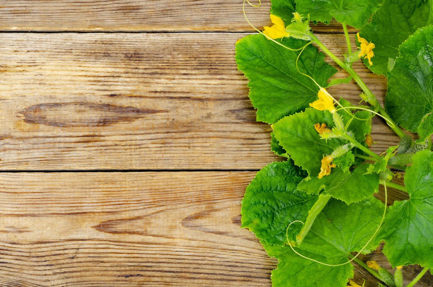 stengels met groene bladeren en kleine komkommers op houten achtergrond. foto