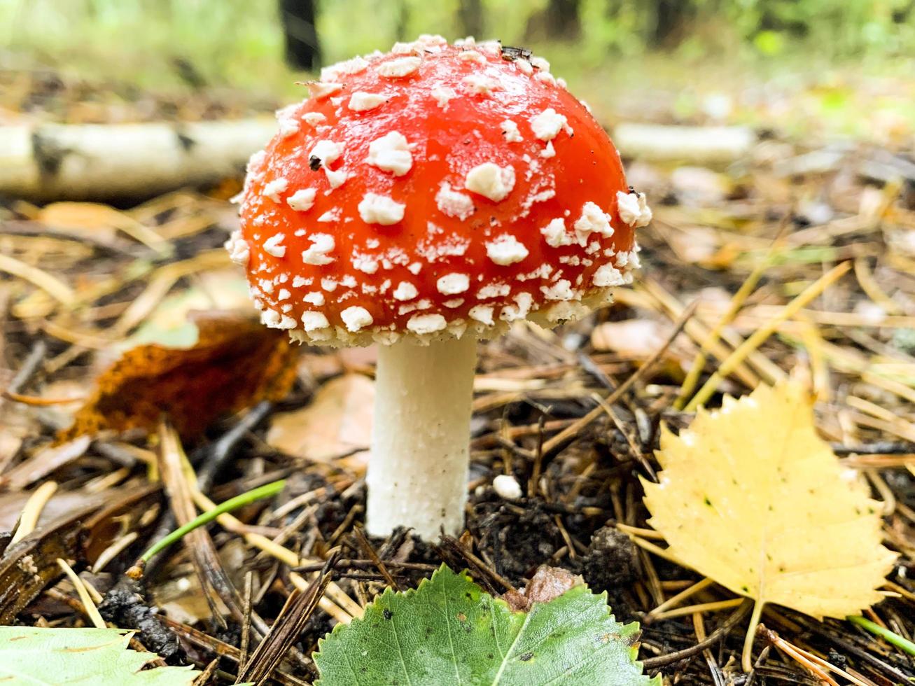 oneetbare amanita muscaria groeit in het bos. natuur foto