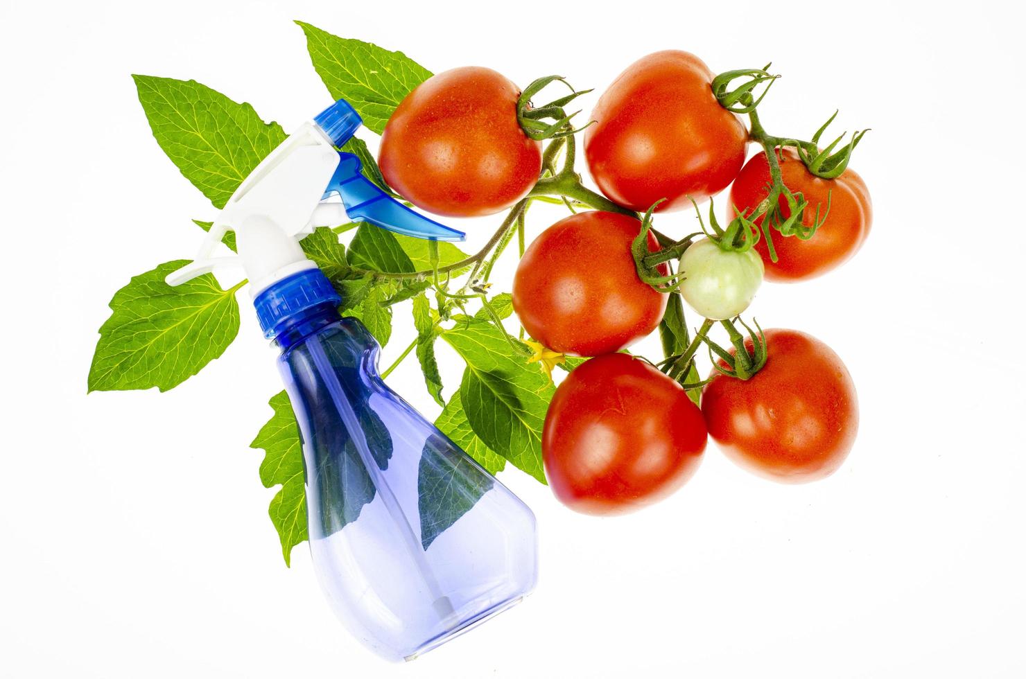 oncept van het besproeien van tomaten met pesticiden tegen ziekten en plagen. studiofoto. foto