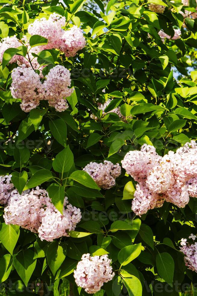 groot lila struik in de lente. helder bloemen van voorjaar lila struik. voorjaar lila bloemen detailopname. takje mooi rassen bloeiend bloem foto