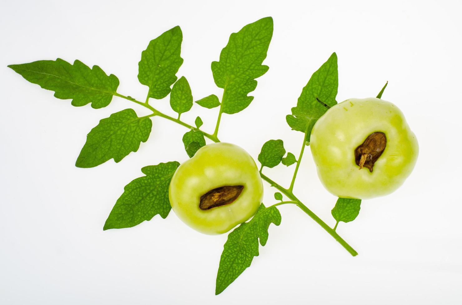 ziekten van tomaten, toprot op fruit. studio foto