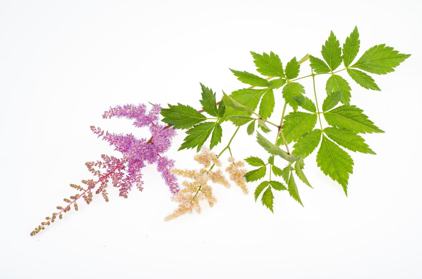 delicate pluizige roze astilbe bloemen met groene bladeren. studio foto