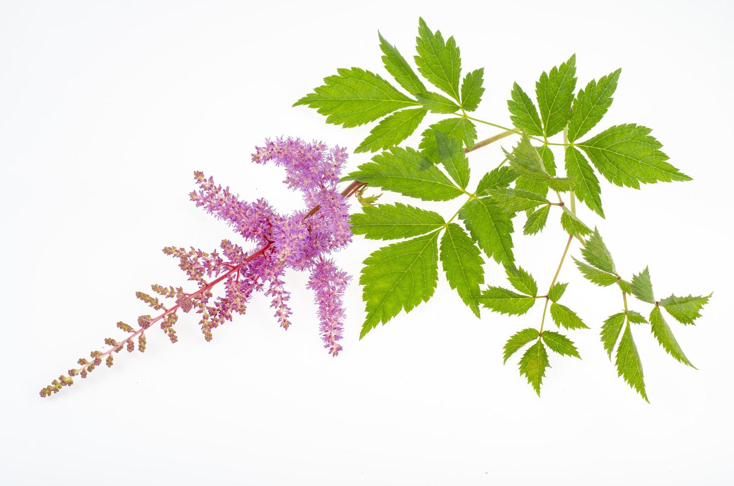 delicate pluizige roze astilbe bloemen met groene bladeren. studio foto