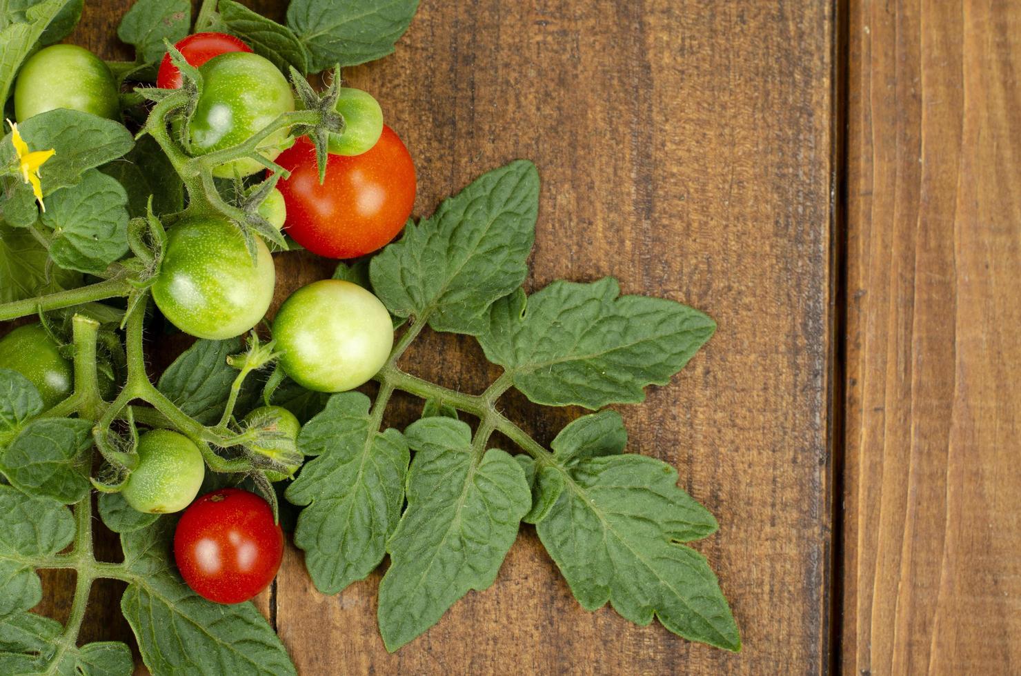 tak van cherrytomaatjes met rode en groene vruchten op houten achtergrond. studio foto