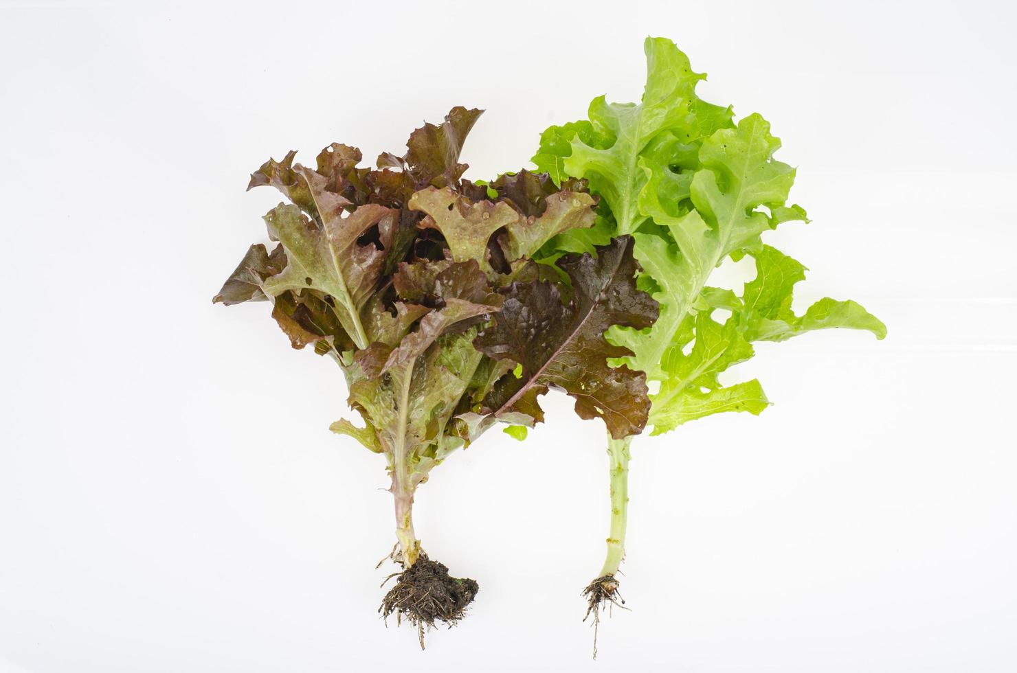 lommerrijke salades van verschillende kleuren geïsoleerd op een witte achtergrond. studiofoto. foto