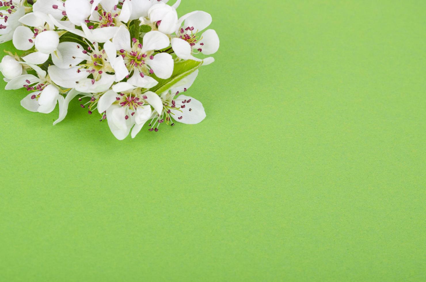 tak van een appelboom die bloeit met witte bloemen. studio foto