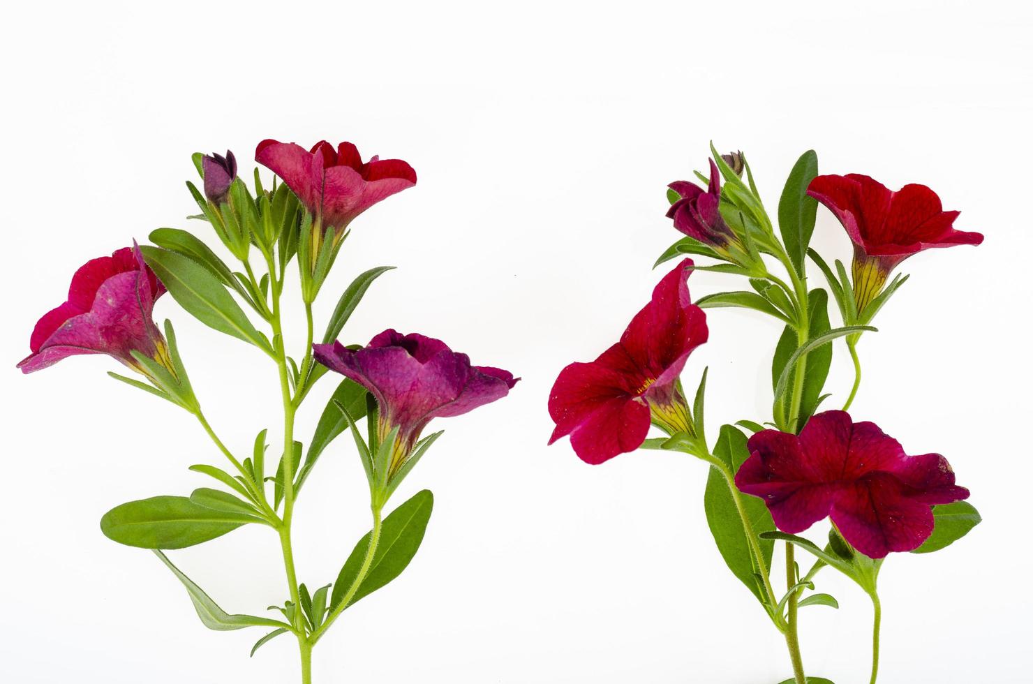 tak met paarse bloemen van surfinia, petunia op witte achtergrond. studio foto