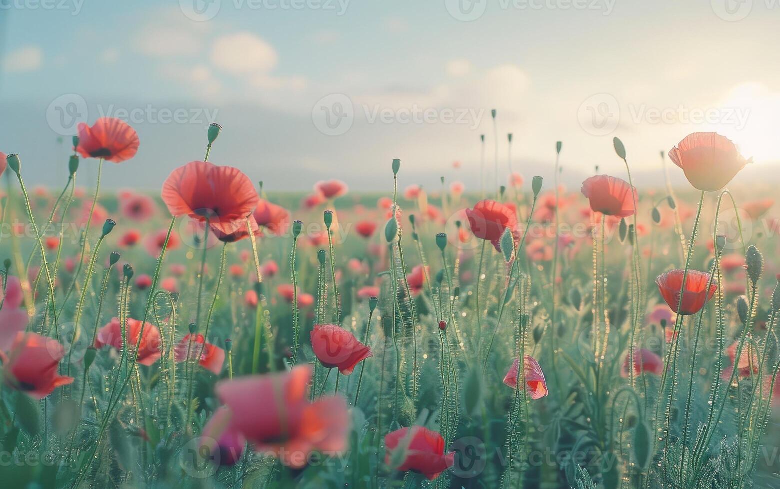 een schilderij van een veld- van rood bloemen met een blauw lucht in de achtergrond foto