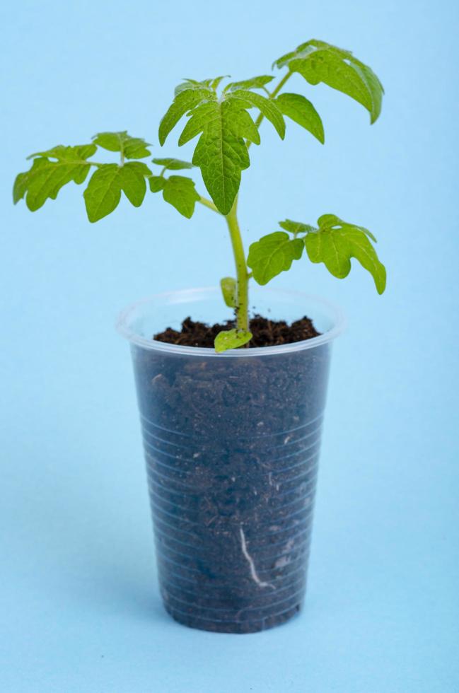 potten, containers met jonge groene zaailingen van tomaten op blauwe achtergrond. foto