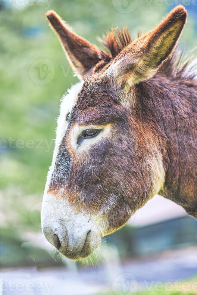 detailopname van een ezel met gespreid oren foto