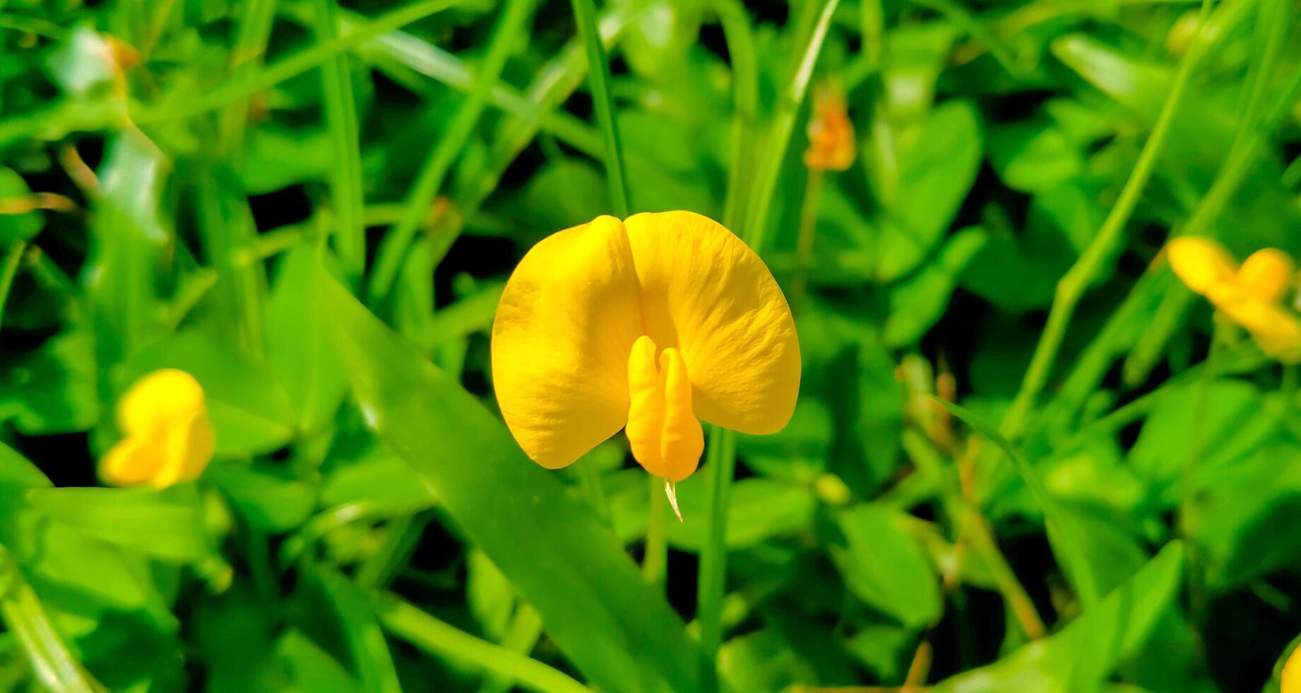 detailopname van wild bloemen zijn klein en geel foto