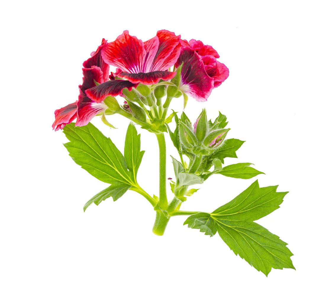 klein takje met roze pelargonium bloem met groene bladeren geïsoleerd op een witte achtergrond foto