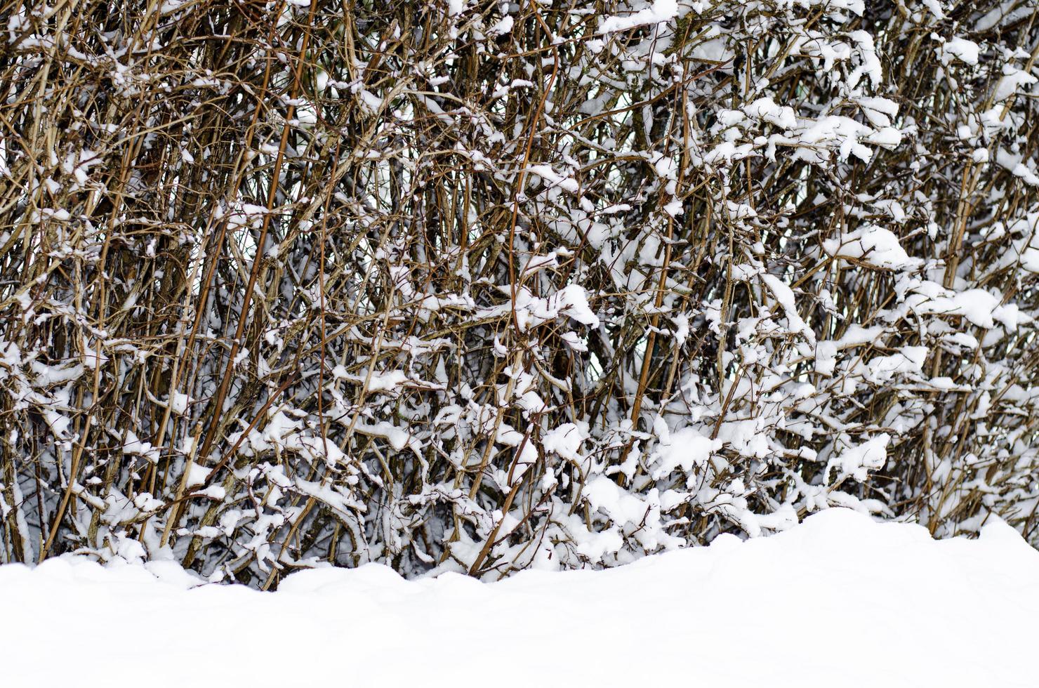 winter. de eerste sneeuw op takken van struiken en bomen. foto