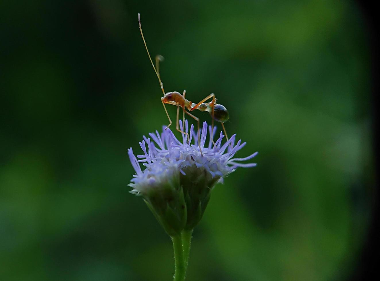 rode mieren op paarse bloemen foto