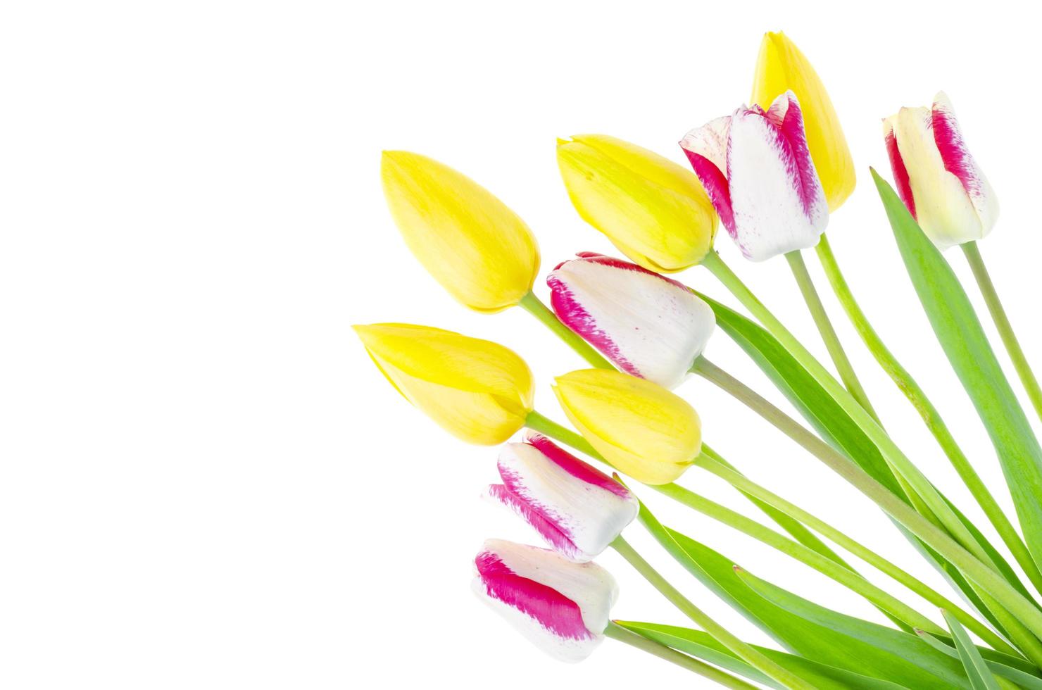 gele en bonte tulpen op witte achtergrond foto