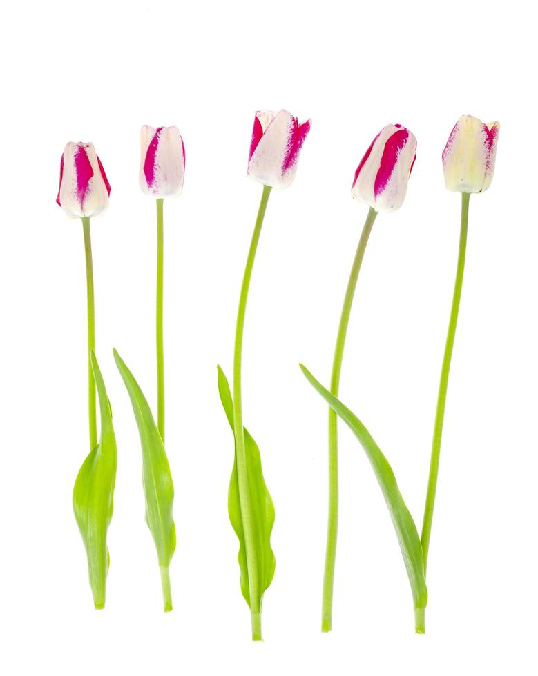 roze en witte bonte tulpen geïsoleerd op wit foto