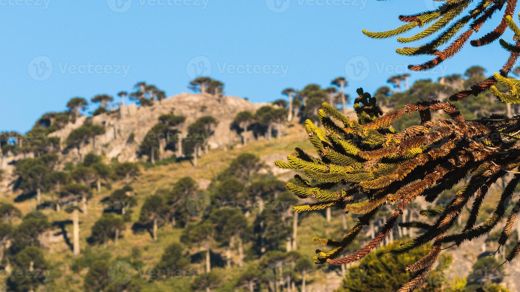 araucaria araucana - pehuenes foto