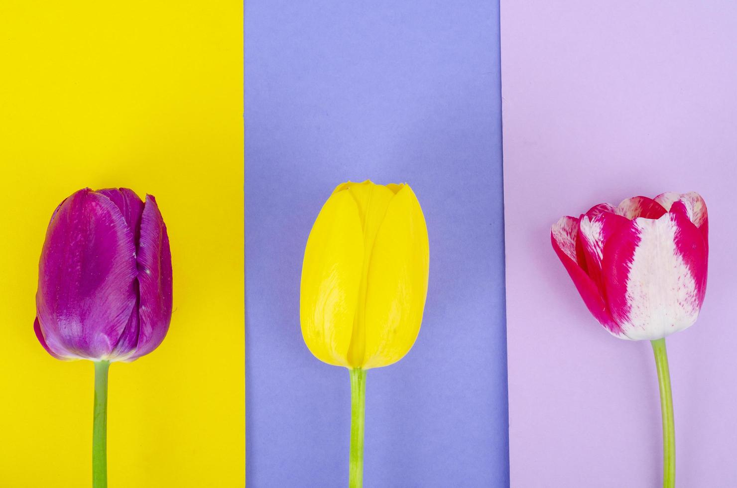 toppen van kleurrijke tulpen op lichte achtergrond. foto