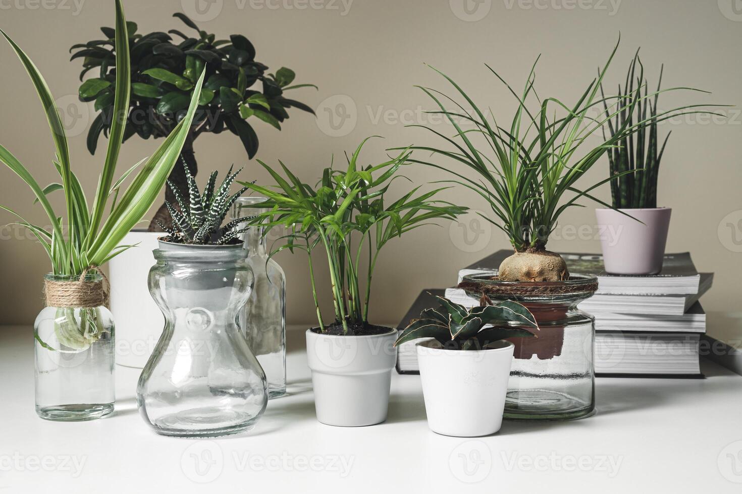 mini planten in potten foto