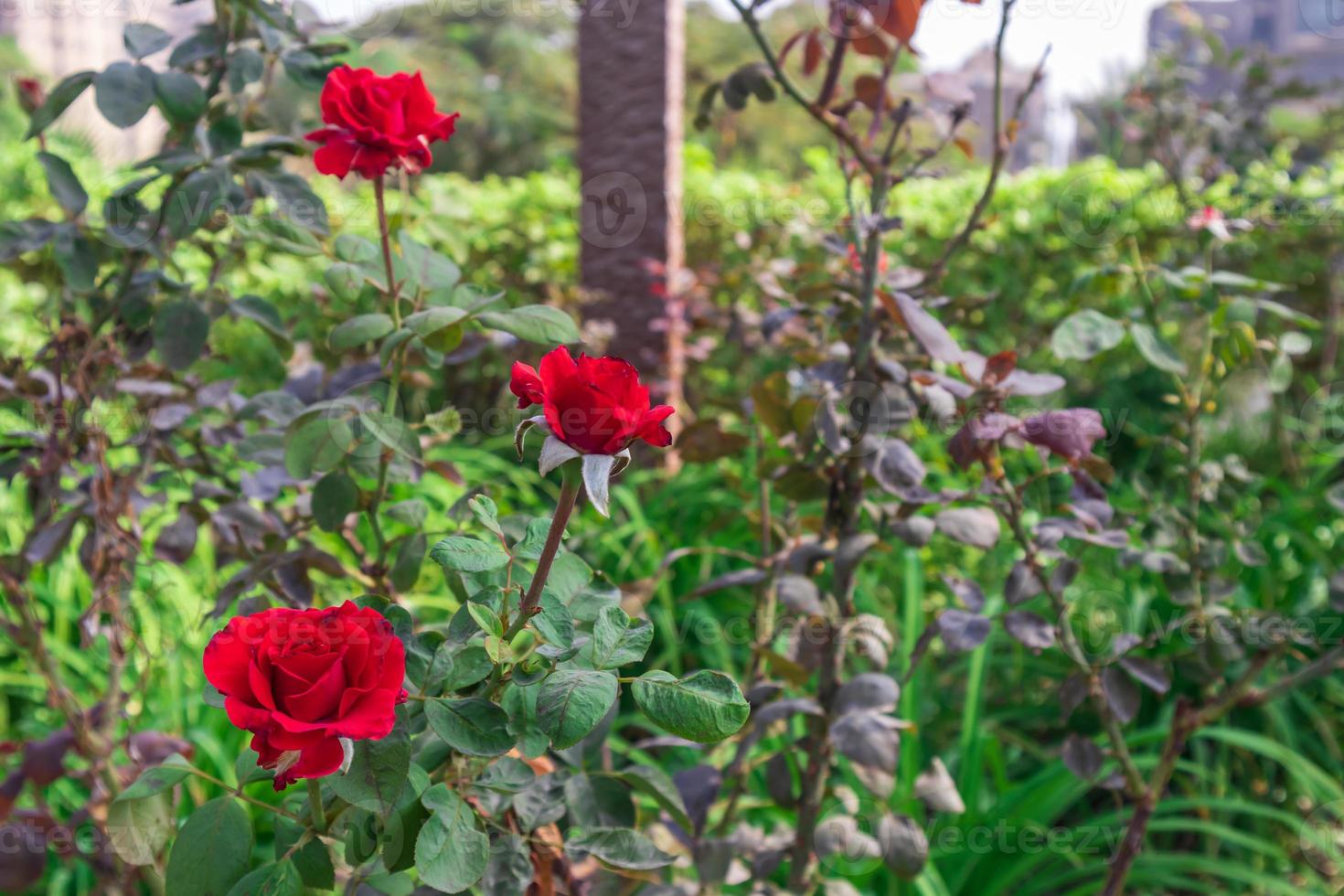 rode klaprozen in de tuin foto