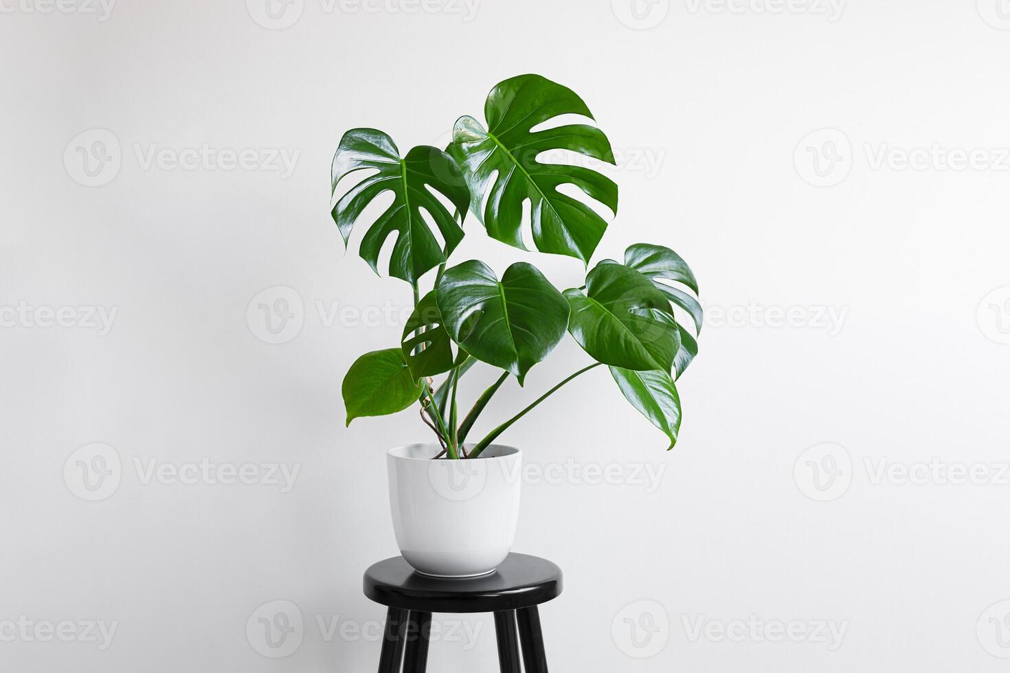 jong fabriek van monstera in een wit pot foto