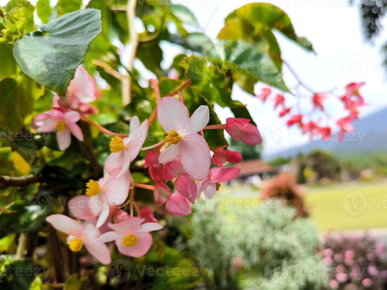 flamboyante of begonia bloemen zijn bloeiend in de tuin foto