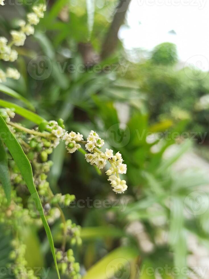 kiel fruit bloem of burahol of stelechocarpus burahol is een typisch fruit van Indonesië foto