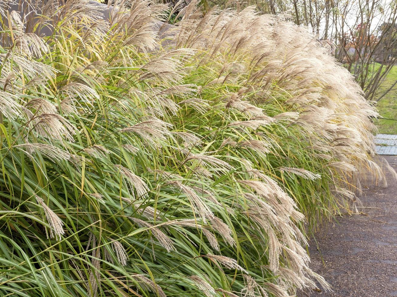 prachtig bloeiend chinees zilvergras, miscanthus sinensis foto