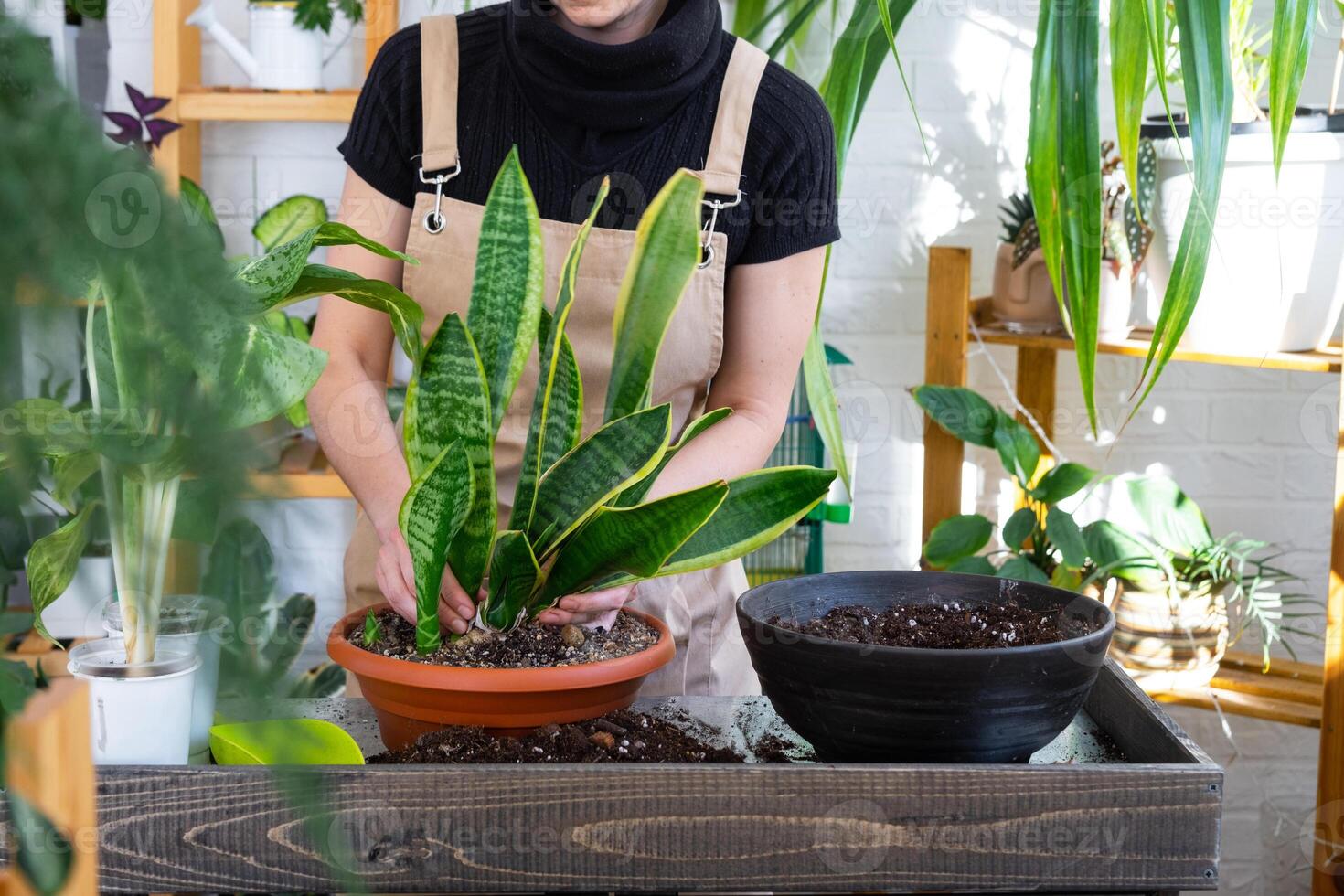 verpotten en zorgzaam huis fabriek vetplanten van sansevieria in nieuw pot in huis interieur. vrouw groeit planten net zo een hobby, houdt rassen sansevieria trifasciata foto