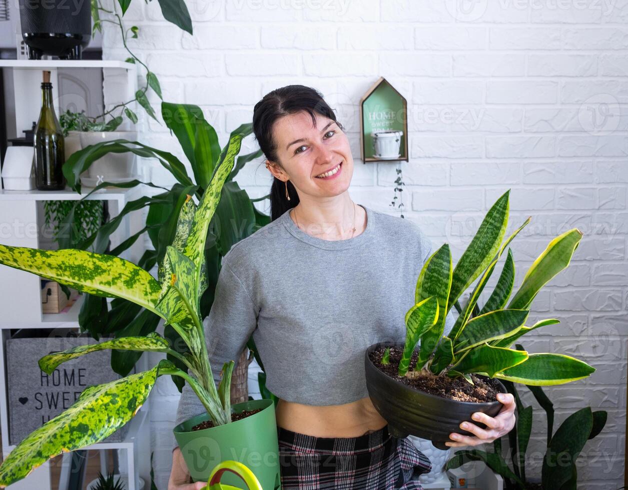 verpotten en zorgzaam huis fabriek dieffenbachia banaan in nieuw pot in huis interieur. vrouw rassen en groeit planten net zo een hobby, houdt rassen diffenbachia met groot gevlekte bladeren, groot grootte foto