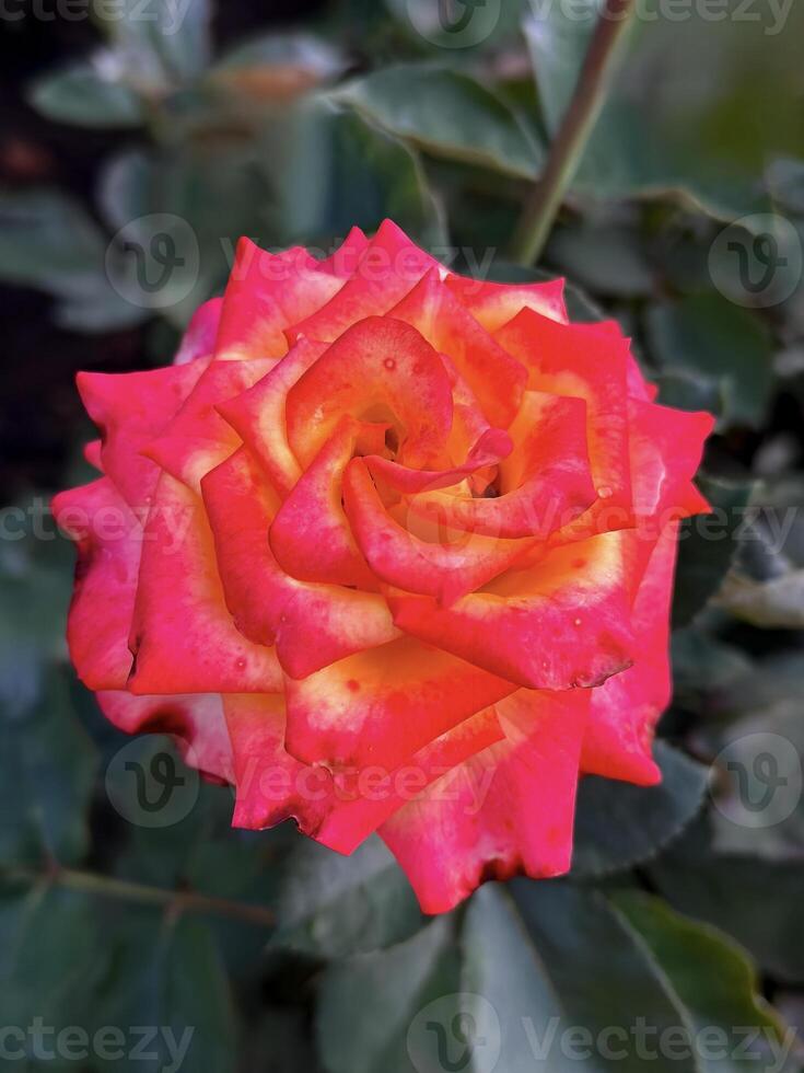 detailopname van een levendig rood en geel tweekleurig roos in vol bloeien, presentatie van natuurlijk schoonheid en ingewikkeld bloemblad details foto